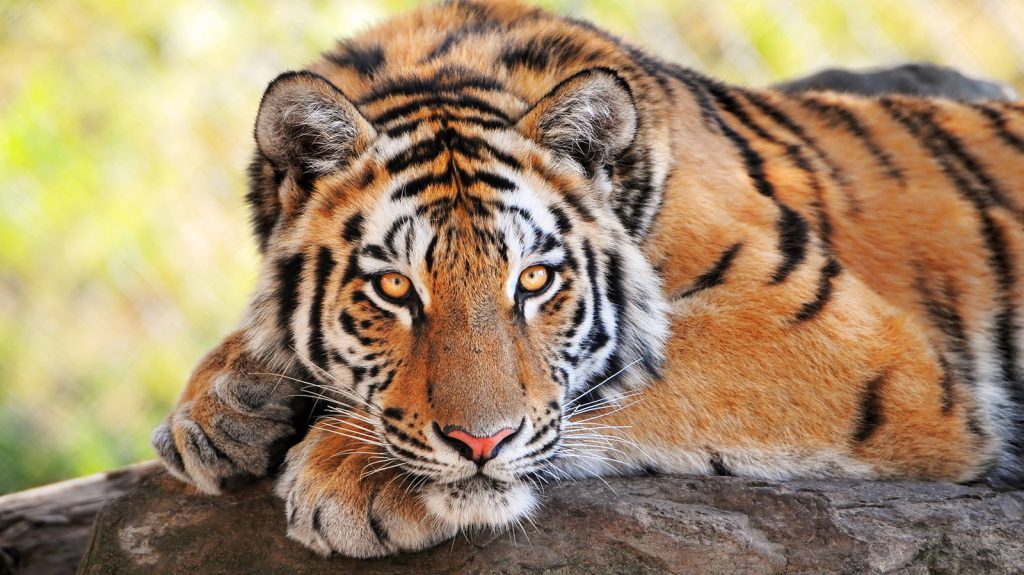 Who has more fighting ability a lion or a tiger? A Battle of the Big Cats